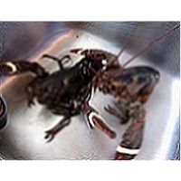 Live canadian premium lobster
